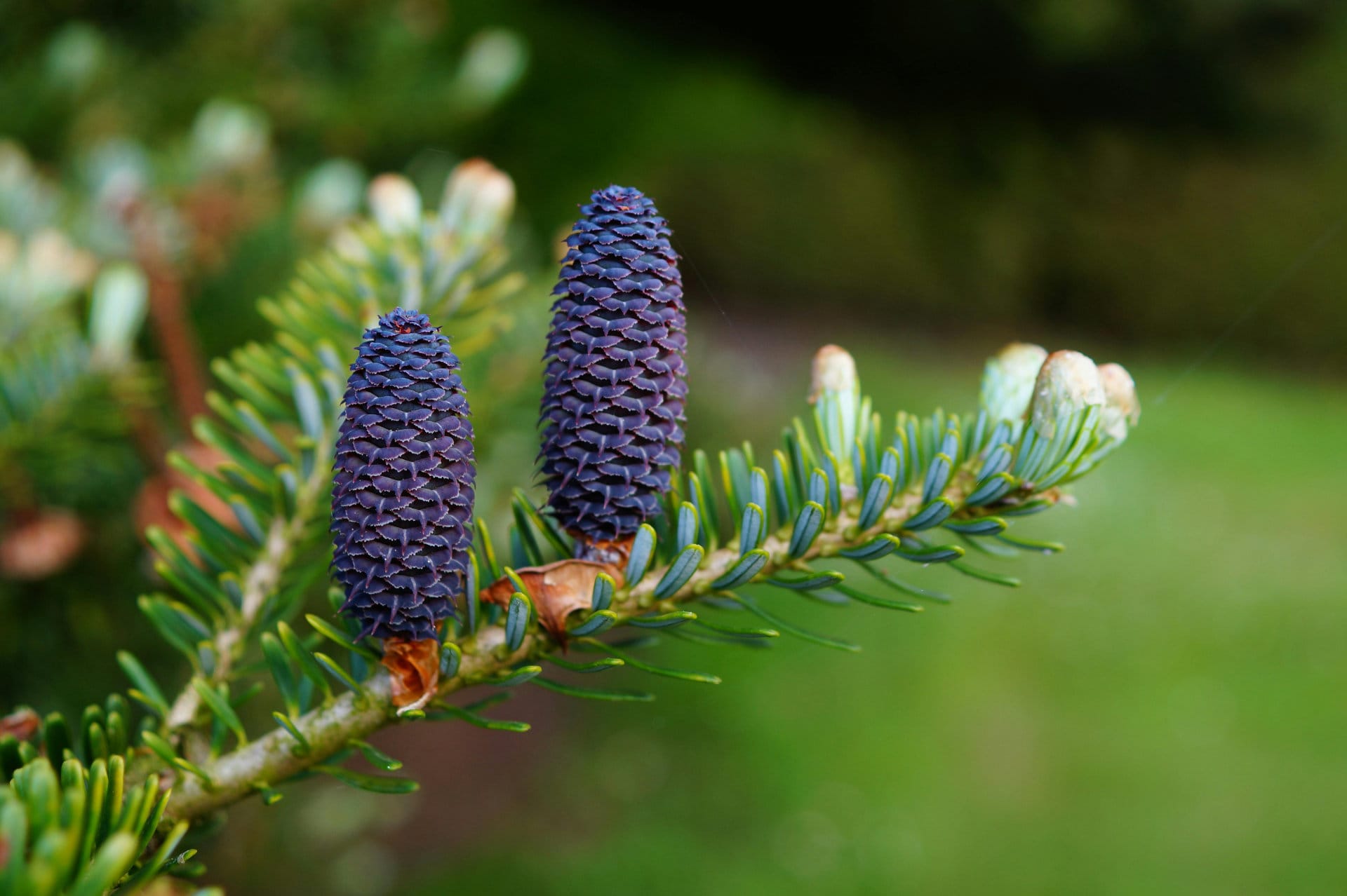 nature and spirituality – cones nature and spirituality - cones